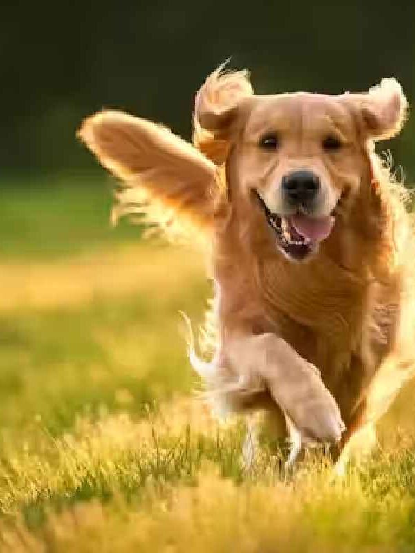 Pro Plan Sensitive Skin